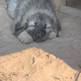 Sarplaninac Puppies from Sarplaninac in the USA