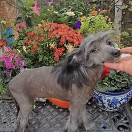 Bryan Long Star Angel - Black male Chinese Crested puppy in Amarillo, Texas from Victoria's Chinese Cresteds Long Star Angels