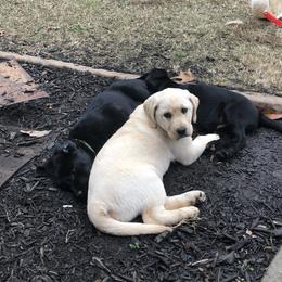 Labrador Retriever Puppies from Peachey Labradors
