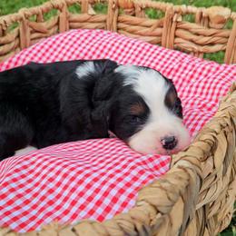 Pearl - Tri-color female Bernedoodle puppy in Russell Springs, Kentucky from 270 Doodles