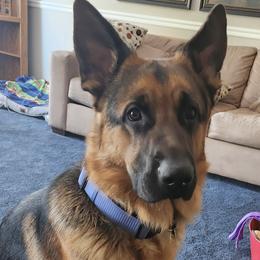 Mason - Black and red male German Shepherd puppy in Canton, Texas from WILDWOOD GERMAN SHEPHERDS
