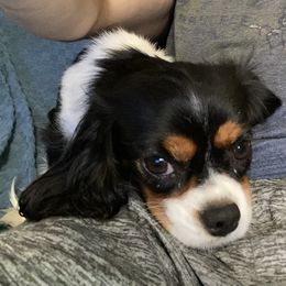 Cinder - Cavalier King Charles Spaniel