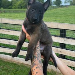Girl 6 - Mahogany female Belgian Malinois puppy in Paris, Kentucky from Z Domu Niedzwiedzia Malinois