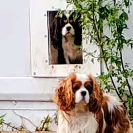 Cavalier King Charles Spaniels from Apple Blossom Cavaliers
