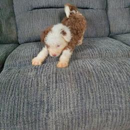 Pomeranian and Sheepadoodle Puppies from Fluffy Wonders Poms and Doodles