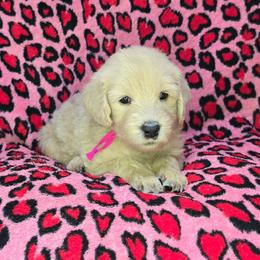 Chrissy - Cream female Goldendoodle puppy in Georgetown, Tennessee from Georgetown Designer & Purebred Puppies