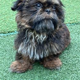 Goofy - Red and tan male Shih Tzu puppy in Spring, Texas from Precious Tzu Crew
