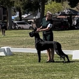 Willow - Great Dane