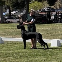 Willow - Great Dane