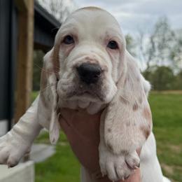 Male 1 - Lemon and white male Basset Hound puppy in Manchester, Tennessee from Middle TN Leopard Catahoulas and Middle TN Bassett Hounds