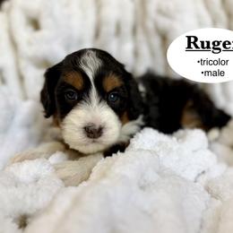 Ruger - Tri-color male Bernedoodle puppy in Jackson, Mississippi from T.M. Poodles & Doodles