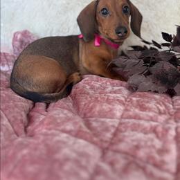 Purple-Rain- - Chocolate and tan female Dachshund puppy in Lavonia, Georgia from Grandma's Hotdogs