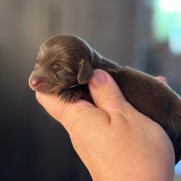 Chocolate and Cream - Chocolate and cream male Dachshund puppy in Harmony, North Carolina from Schuster Haus