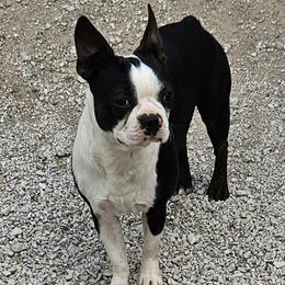 Khaos - Boston Terrier