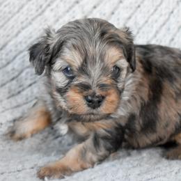 Monty - Merle male Cockapoo puppy in Ellensburg, Washington from Dawn to Dusk Cockapoos
