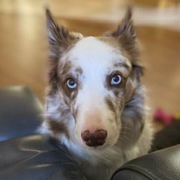 Border Collies from Legacy Pet Services and Border Collies