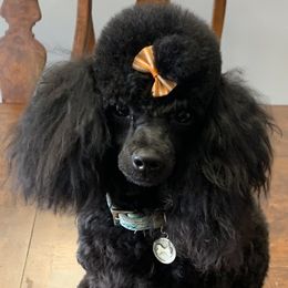 Onyx - Poodle