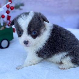 Buddy Blue - Blue male Pembroke Welsh Corgi puppy in Nashville, Arkansas from Whisenhunt Farms