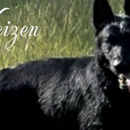 Deva - German Shepherd