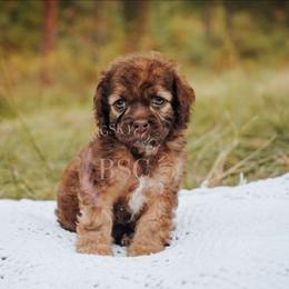 Green collar - Sable male Cockapoo puppy in Missoula, Montana from Big Sky Cockapoos