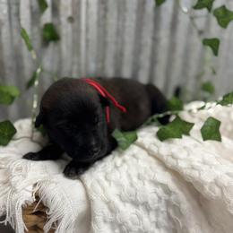 Red Collar - Black sable male Belgian Malinois puppy in Muskegon, Michigan from Red Acres Working Line K9s