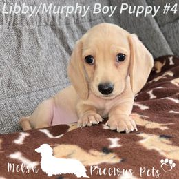 Puppy 4 by Birth order (Boy 2) - Cream male Dachshund puppy in Anamosa, Iowa from Melsh Precious Pets