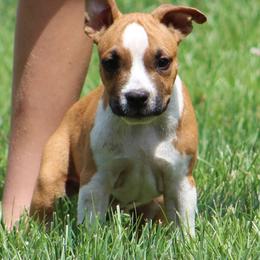 Otter - Red male American Staffordshire Terrier puppy in Guilford County, North Carolina from Explicit Kennel