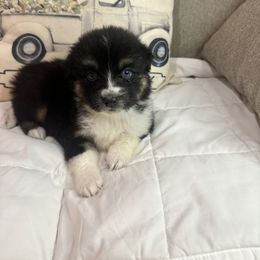 Australian Shepherd Puppies from Double R Farm Aussies