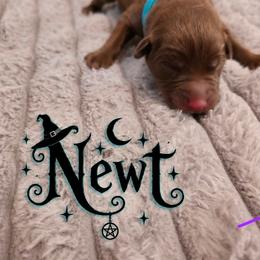 Light blue - Chocolate male Labrador Retriever puppy in Bartlett, Tennessee from Red Hearts Labradors