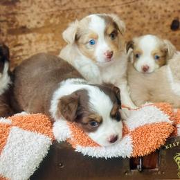 Miniature Australian Shepherds and Toy Australian Shepherds from Stone & Sage ATX Toy & Mini Aussies
