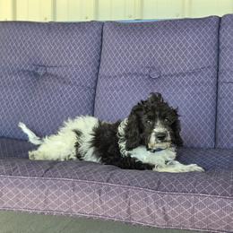 F1B Meet Nico :) - Black and white male Cavapoo puppy in Centerville, Iowa from Barnyard Dachshunds, Dals & Doodles