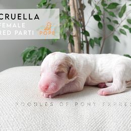 Poodle Puppies from Poodles of Pony Express