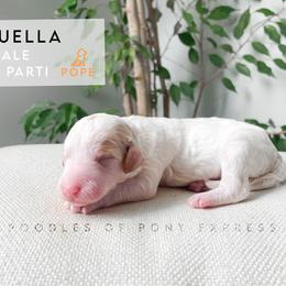 Poodle Puppies from Poodles of Pony Express