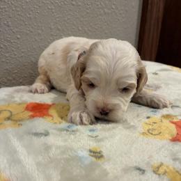 Sam - Cream male Cockapoo puppy in Brookings, South Dakota from Hofer Pups