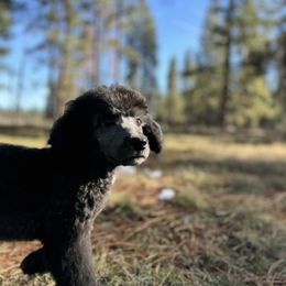 Aussiedoodle, Poodle, and Saint Berdoodle Puppies from Remington Kennels, LLC
