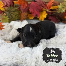 Toffee - Black tri-color male Australian Shepherd puppy in El Dorado Springs, Missouri from OR Aussies