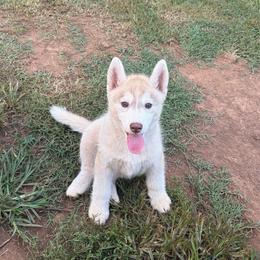 Girl 5 - Red and white female Siberian Husky puppy in Loudon, Tennessee from Kristari Siberians