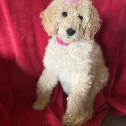 Poodle Puppies from Patch of Pines