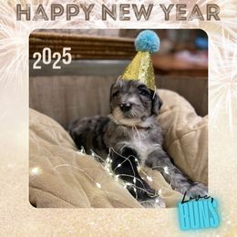 Buns - Bernedoodle puppy from Deutsch Hund Haus