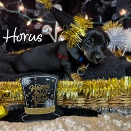 Horus - Black and tan male Dachshund puppy in Seguin, Texas from Good Neighbor Ranch Dachshunds