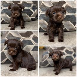 Sammy - Chocolate and tan female Yorkshire Terrier puppy in Cleveland, Tennessee from Kings Perfect Paws Yorkies