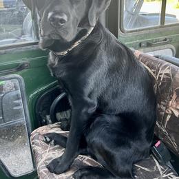 Dilute Retriever, Golden Retriever, and Labrador Retriever All Grown Up from Grimm Girls Farm