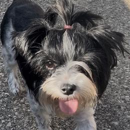 Fancy - Yorkshire Terrier