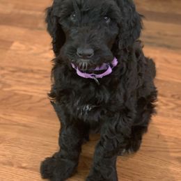 Australian Labradoodle Puppies from My Three Doodles