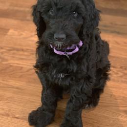 Australian Labradoodle Puppies from My Three Doodles