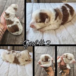 Girl 2 - Liver and white female Cardigan Welsh Corgi puppy in Natchitoches. La, Louisiana from Bleu Bayou Corgis