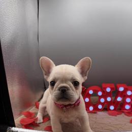 Rose - Cream female French Bulldog puppy in Largo, Florida from Infinity Frenchies