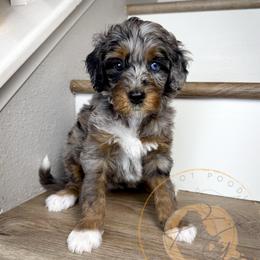 Poppy - Merle female Goldendoodle puppy in Murrieta, California from Apricot Poodles & Goldendoodles, LLC