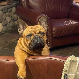 French Bulldogs from Janet's Frenchies
