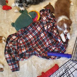 Australian Shepherd Puppies from Winsome Aussies